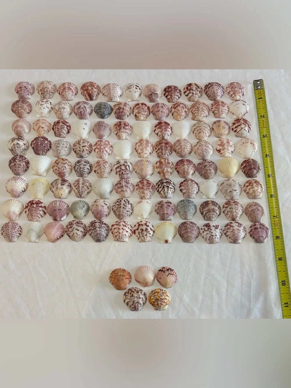 100 LOT SEA SHELLS SANIBEL, FLORIDA SCALLOPS 1